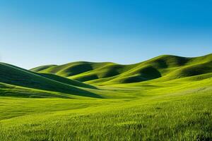 a grassy field with a lone cow grazing background photo