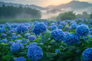 blue flowers in a field at sunrise background photo