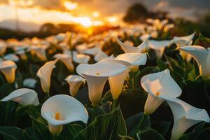 a field of white calla lilies at sunset background photo