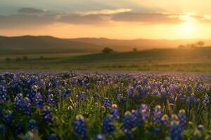 Bluebonnets at sunset with background photo