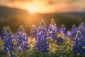 Bluebonnets at sunset with background photo