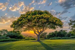 A tree with yellow flowers on the grass with background photo