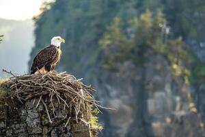 A bald eagle sits on top of a nest in the mountains with background photo