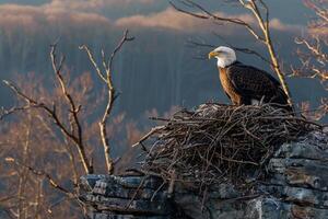 A bald eagle sits on top of a nest in the mountains with background photo