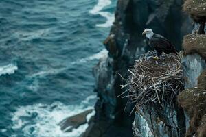 A bald eagle perched on a cliff overlooking the ocean with background photo