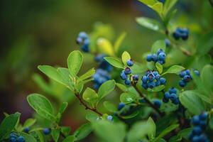 Blueberries on a Bush with Green Leaves and a Scenic Background photo