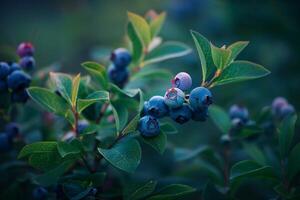 A Bush of Blueberries with a Vibrant Background photo