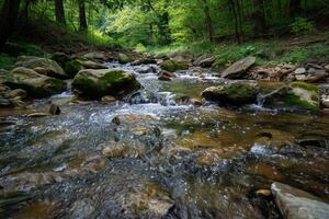A Stream Running Through a Forest with a Scenic Background photo