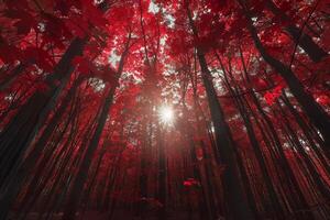 A Forest with Red Leaves and Sun Shining Through with a Scenic Background photo