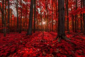The Sun Shines Through the Trees in a Red Forest with a Scenic Background photo