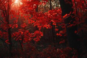 A Red Forest with Trees and Leaves with a Scenic Background photo