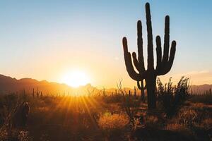 A Cactus Plant in the Desert at Sunset with a Scenic Background photo