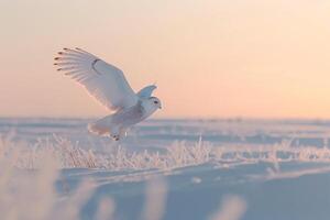 A Snowy Owl Flying Over a Field of Snow in the Background photo