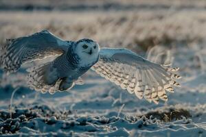 An Owl Flying Over a Snowy Field in the Background photo