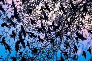 Flock of Birds in a Tree Background photo