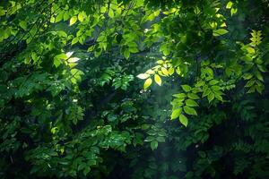 Sunlight Shining Through Green Leaves on a Tree Background photo