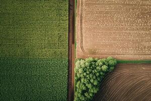 Aerial View of a Field and a Tree Background photo