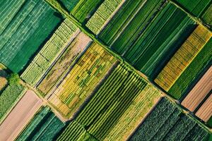 Aerial View of a Field of Crops Background photo