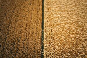 Two Rows of Wheat Shown in an Aerial View Background photo