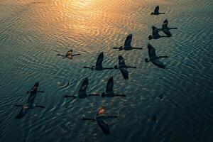 Flock of Birds Flying Over a Body of Water Background photo