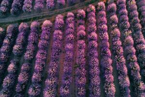 An Aerial View of a Lavender Field Background photo
