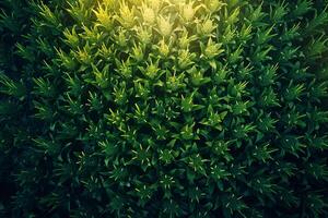 A Green Bush with Sunlight Shining Through It Background photo