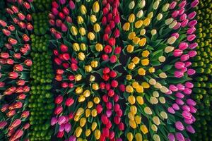 A Large Group of Colorful Tulips in a Field Background photo