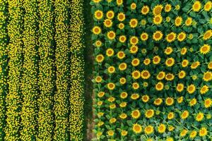 Sunflowers in a Field from Above Background photo