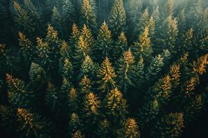 aerial view of pine trees in the forest background photo