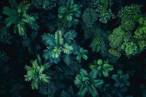 an aerial view of green trees and leaves background photo