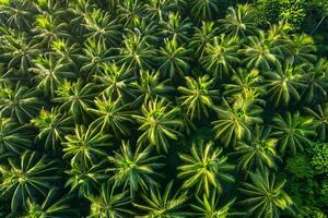 aerial view of palm trees in the jungle background photo