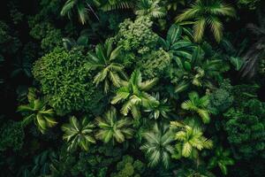 an aerial view of green trees and plants background photo
