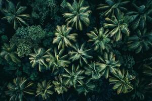 an aerial view of a tropical forest background photo
