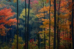 a forest with many trees and colorful leaves background photo