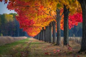a row of trees with colorful leaves background photo