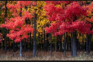 a group of trees with red, yellow and orange leaves background photo