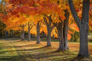 a row of trees with colorful leaves in the fall background photo