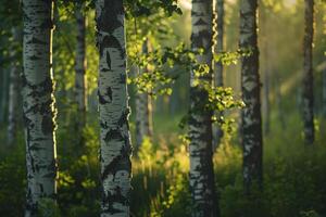 birch trees in the sun background photo
