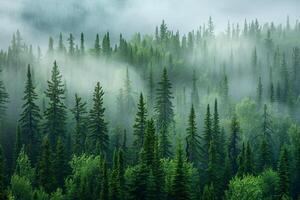 a forest with trees and fog in the background photo