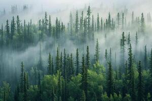 a forest of evergreen trees in the fog background photo