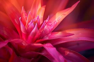 Red Flower with Bright Light Background photo