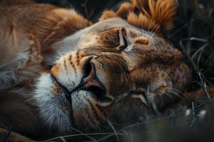 Lion Sleeping in Grass Background photo