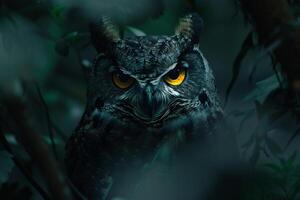 an owl with yellow eyes in the dark background photo