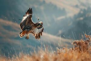 a hawk flying over a field with grass and mountains in the background photo