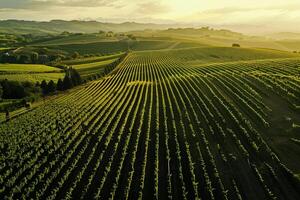 a vineyard field with rows of green plants background photo