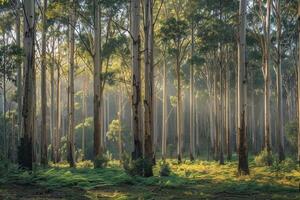 a forest with tall trees and grass background photo