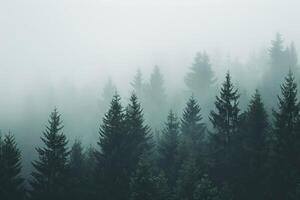 foggy forest with trees in the background photo