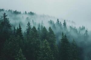 foggy forest with trees and fog in the background photo