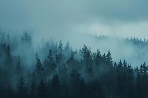 a forest with trees and fog on a cloudy day with background photo