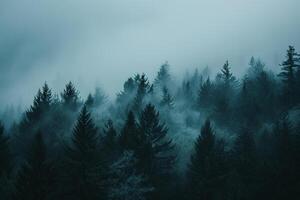 foggy forest with trees and fog in the background photo